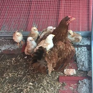 Meet your Posher, Jacqueline